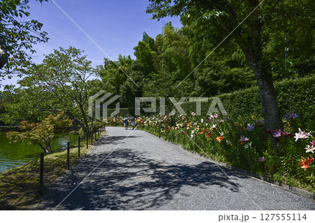 見頃をむかえたユリ「可睡ゆりの園」 見頃をむかえたユリ「可睡ゆりの園」 127555114