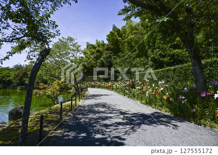見頃をむかえたユリ「可睡ゆりの園」 見頃をむかえたユリ「可睡ゆりの園」 127555172