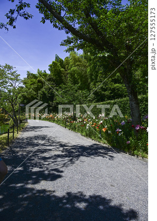 見頃をむかえたユリ「可睡ゆりの園」 見頃をむかえたユリ「可睡ゆりの園」 127555173