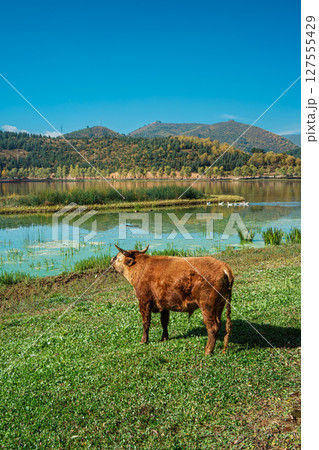 Cows Resting by a Lake with a Tibetan Village in the Background 127555429