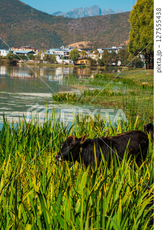 A Black Cow Grazing by a Lake in a Green Pasture 127555438
