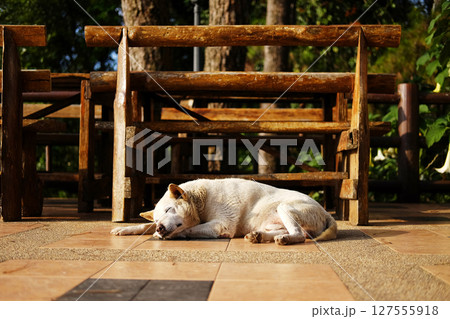 Adorable local white dog sleeping on terrace in natural sunlight in countryside of Asian 127555918