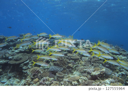 珊瑚礁に群れるアカヒメジ 水中写真 珊瑚礁に群れるアカヒメジ 水中写真 127555964