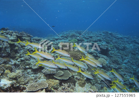 珊瑚礁に群れるアカヒメジ 水中写真 珊瑚礁に群れるアカヒメジ 水中写真 127555965