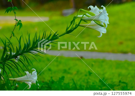 大きな花の重みで倒れるテッポウユリ 127555974