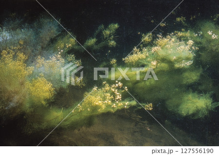 Coast filled with an abundance of marine green algae, representing ecology and natural disasters concept 127556190