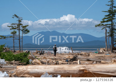 With logs, a woman hiker travels through the difficult ground of Pumalin National Park, Chile 127556316