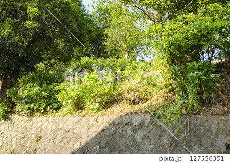 葉山紫陽花公園の紫陽花 127556351