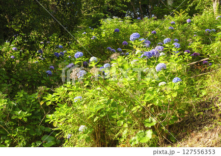 葉山紫陽花公園の紫陽花 葉山紫陽花公園の紫陽花 127556353