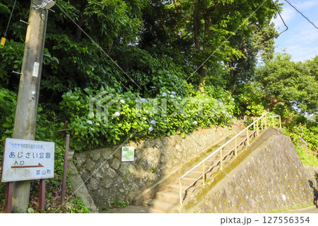 葉山紫陽花公園の紫陽花 127556354