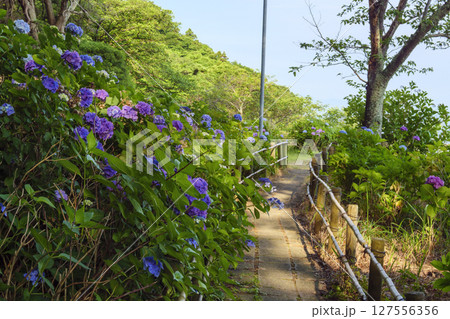 葉山紫陽花公園の紫陽花 127556356