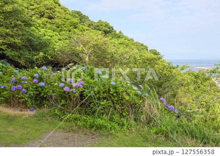 葉山紫陽花公園の紫陽花 葉山紫陽花公園の紫陽花 127556358