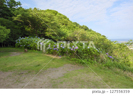 葉山紫陽花公園の紫陽花 127556359