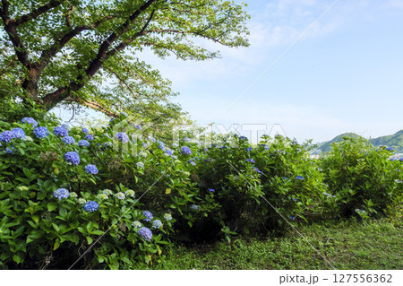 葉山紫陽花公園の紫陽花 葉山紫陽花公園の紫陽花 127556362