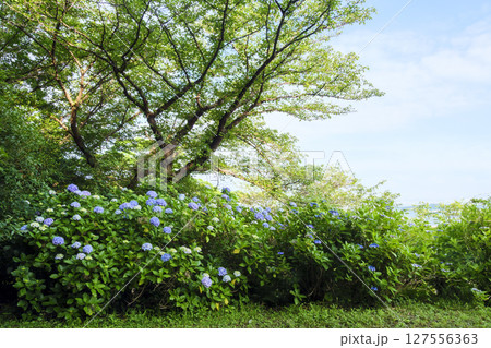 葉山紫陽花公園の紫陽花 127556363