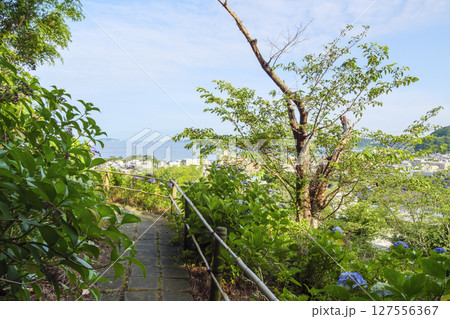 葉山紫陽花公園の紫陽花 127556367