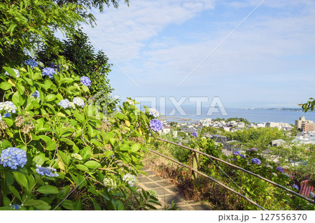 葉山紫陽花公園の紫陽花 127556370