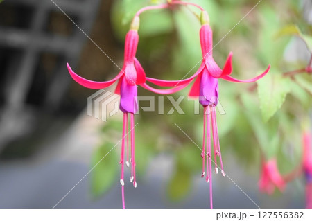 赤いフクシアの花 赤いフクシアの花 127556382