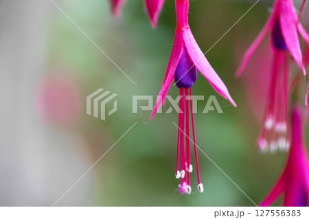 フクシア フクシア 127556383