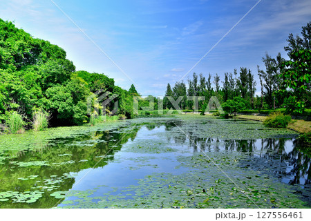 東京 都立水元公園のポプラ並木とスイレンの風景 東京 都立水元公園のポプラ並木とスイレンの風景 127556461