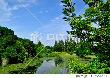 東京 都立水元公園のポプラ並木とスイレンの風景 東京 都立水元公園のポプラ並木とスイレンの風景 127556464