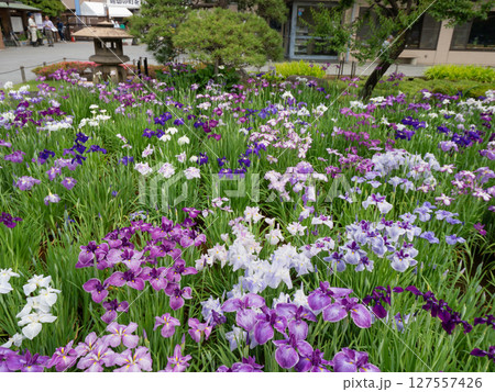満開の堀切菖蒲園　東京都 127557426