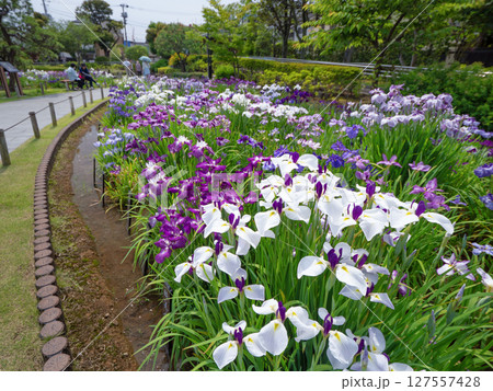 満開の堀切菖蒲園　東京都 127557428