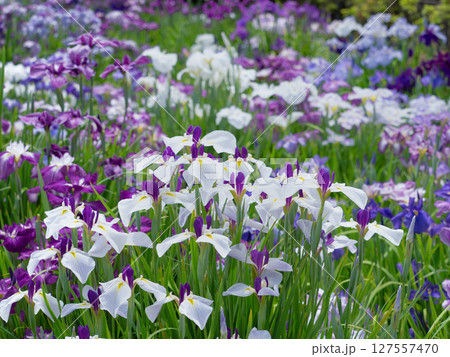 満開のハナショウブ　東京都 127557470