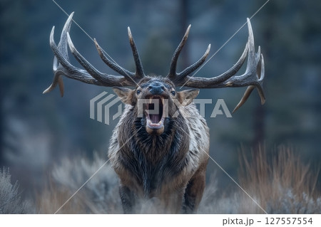 Bull elk, specifically Cervus canadensis, exhibit the flehmen response in Jasper National Park, Alberta, Canada, during their mating season 127557554