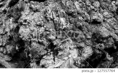 Abstract pattern of a tree trunk burnt after a fire closeup view Abstract pattern of a tree trunk burnt after a fire closeup view 127557764