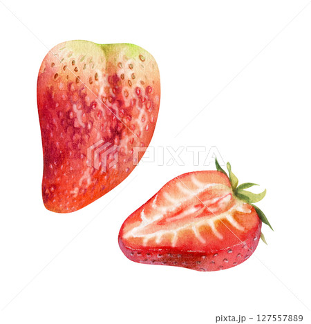 Strawberry ripe fruit with leaves crown full and cut in half hand drawn in watercolor, garden strasberry berry. Botanical isolated illustration. Home preserves cookbook, grocery store food closeup 127557889