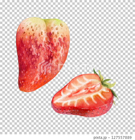 Strawberry ripe fruit with leaves crown full and cut in half hand drawn in watercolor, garden strasberry berry. Botanical isolated illustration. Home preserves cookbook, grocery store food closeup 127557889