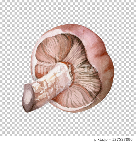 Lactarius milk-cap russula mushroom fungus. Single element hand drawn in watercolor. Autumn forest harvest, edible raw ingredient for vegan cooking. Herbarium, foraging journals, kitchen decor art. Lactarius milk-cap russula mushroom fungus. Single element hand drawn in watercolor. Autumn forest harvest, edible raw ingredient for vegan cooking. Herbarium, foraging journals, kitchen decor art. 127557890
