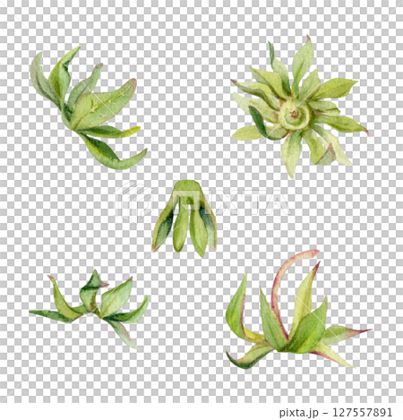 Strawberry fruit receptacle seed pod torus cluster petals leaves on stem, hand drawn in watercolor, forest cloudberry dewberry boysenberry mulberry loganberry. Botanical isolated element illustration Strawberry fruit receptacle seed pod torus cluster petals leaves on stem, hand drawn in watercolor, forest cloudberry dewberry boysenberry mulberry loganberry. Botanical isolated element illustration 127557891