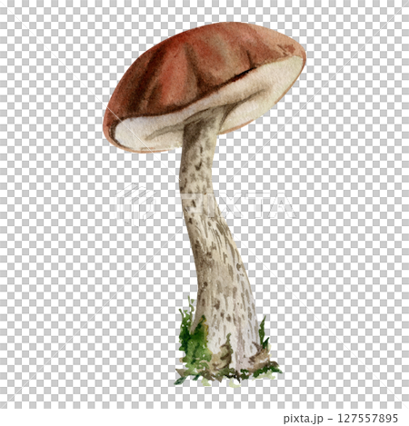 Birch bolete cep leccinum mushroom fungus, scaber stalk. Single element hand drawn in watercolor. Autumn forest harvest, vegan cooking edible raw ingredient. Book illustrations, calendar poster art 127557895