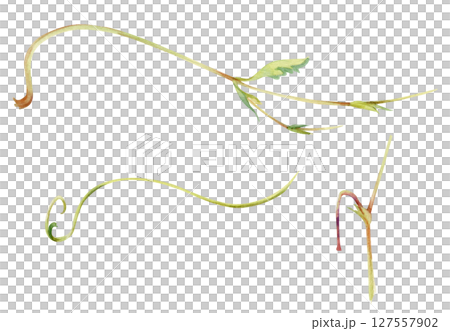 Tree berry flower or bush plant vine tendril creeper stem branch twig leaves hand drawn in watercolor. Botanical illustration isolated element. Wedding stationery, florist shop, bouquet embellishment Tree berry flower or bush plant vine tendril creeper stem branch twig leaves hand drawn in watercolor. Botanical illustration isolated element. Wedding stationery, florist shop, bouquet embellishment 127557902