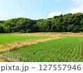 日本の田舎の田園風景01 127557946