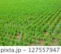 日本の田舎の田園風景02 127557947