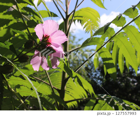 Exotic Plants And Beautiful Single Flower In Bloom On A Foreground Exotic Plants And Beautiful Single Flower In Bloom On A Foreground 127557993