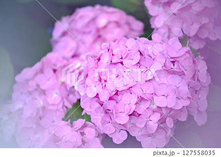 梅雨の晴れ間に咲く紫陽花 梅雨の晴れ間に咲く紫陽花 127558035