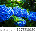 青い紫陽花 127558080