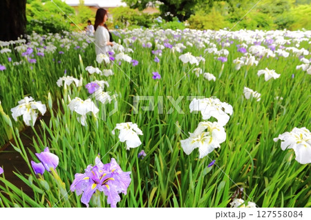 菖蒲園にたたずむ女性 菖蒲園にたたずむ女性 127558084