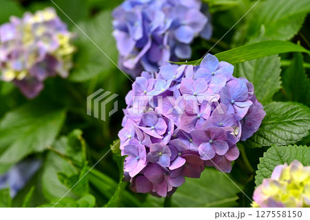 紫陽花 127558150