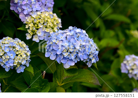 紫陽花 紫陽花 127558151