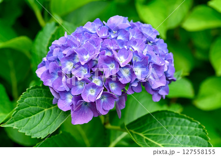 紫陽花 127558155