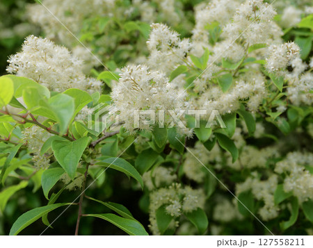 ハイノキ科サワフタギの円錐花序 ハイノキ科サワフタギの円錐花序 127558211