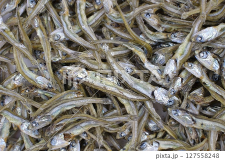 いりこの豊かな風味 127558248