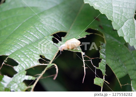 葉に止まるカタツムリ 葉に止まるカタツムリ 127558282