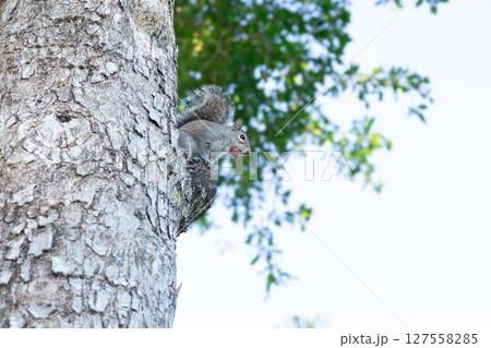 木の上で木の実を咥えるトウブハイイロリス 木の上で木の実を咥えるトウブハイイロリス 127558285