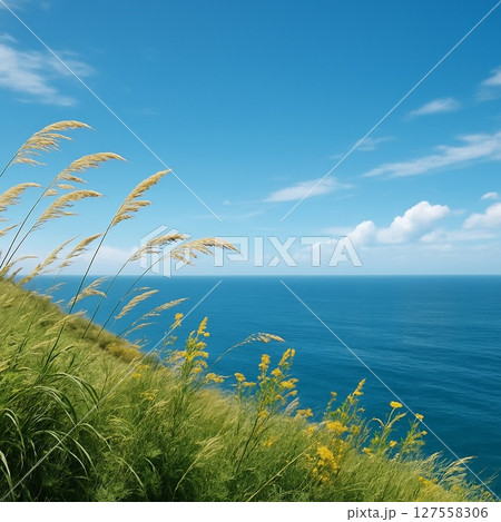夏空と海に咲く黄色い花の草原 127558306